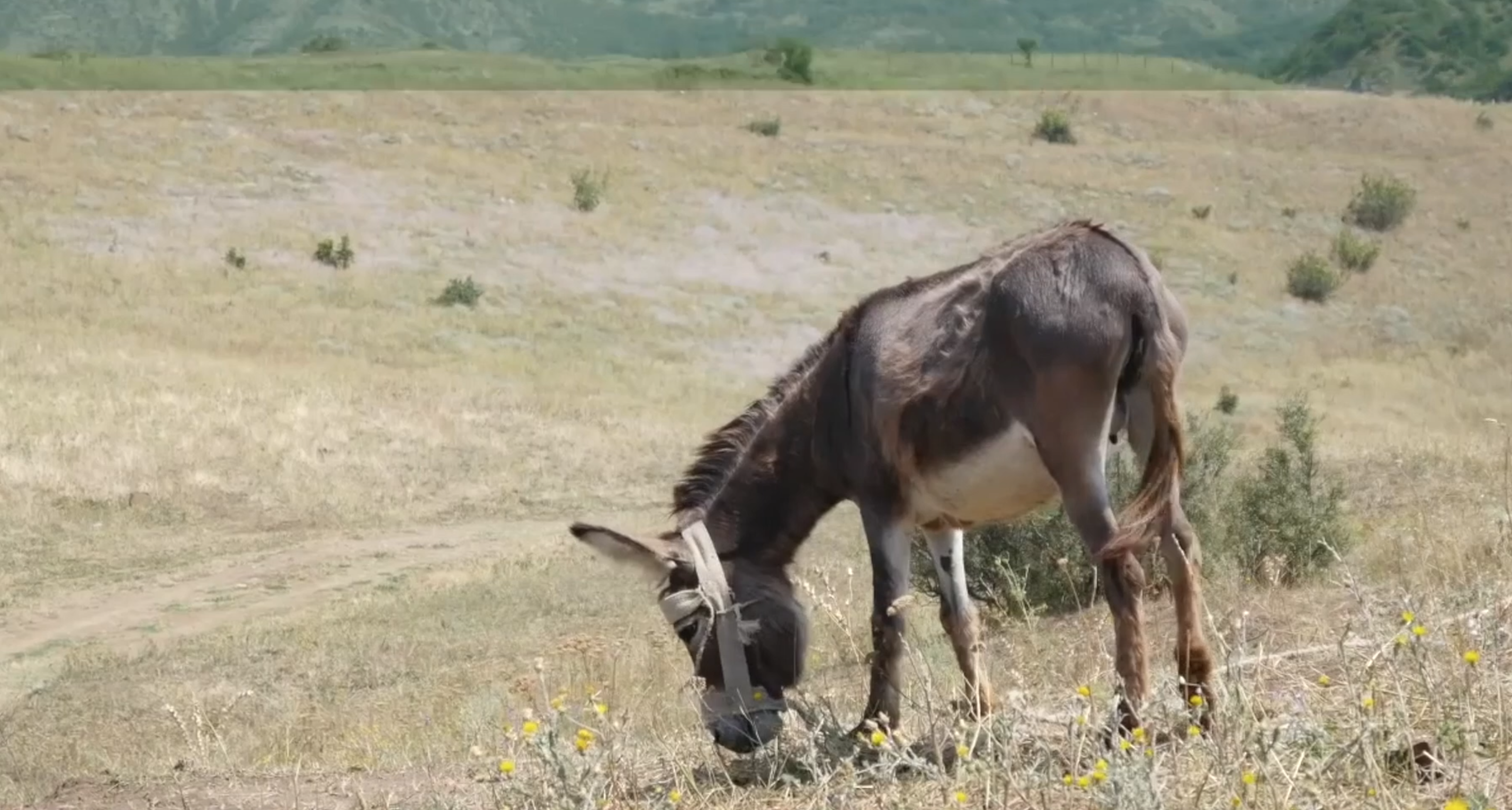 Donkeys dig wells that provide support to other animals - Vimarsana News